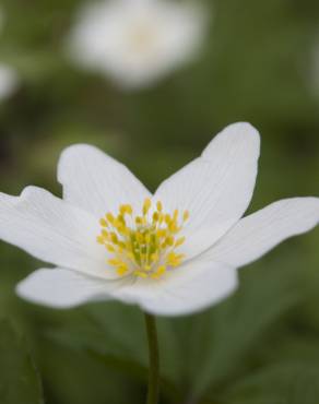 Fotografia 6 da espécie Anemone nemorosa no Jardim Botânico UTAD