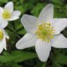 Fotografia 7 da espécie Anemone nemorosa do Jardim Botânico UTAD