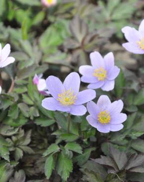 Fotografia 8 da espécie Anemone nemorosa no Jardim Botânico UTAD