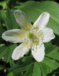 Anemone nemorosa