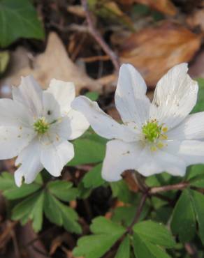 Fotografia 9 da espécie Anemone nemorosa no Jardim Botânico UTAD