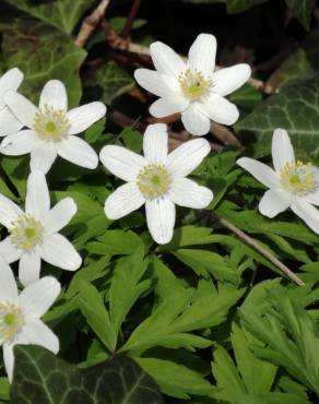 Fotografia 10 da espécie Anemone nemorosa no Jardim Botânico UTAD