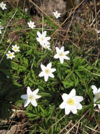 Fotografia da espécie Anemone nemorosa