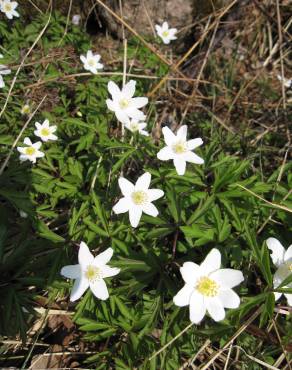 Fotografia 12 da espécie Anemone nemorosa no Jardim Botânico UTAD