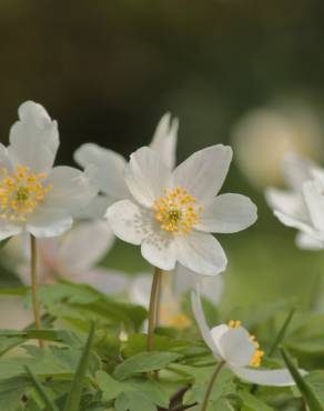 Fotografia 13 da espécie Anemone nemorosa no Jardim Botânico UTAD