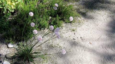 Fotografia da espécie Armeria welwitschii