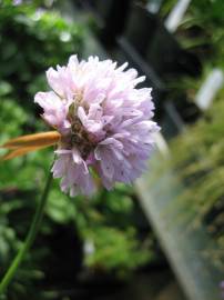 Fotografia da espécie Armeria welwitschii