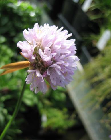 Fotografia de capa Armeria welwitschii - do Jardim Botânico