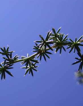 Fotografia 8 da espécie Asparagus acutifolius no Jardim Botânico UTAD