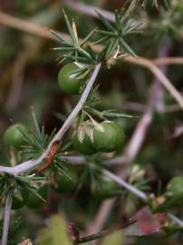 Fotografia da espécie Asparagus acutifolius