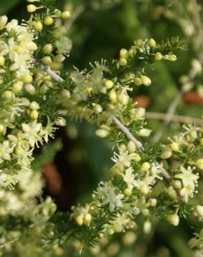 Fotografia 11 da espécie Asparagus acutifolius no Jardim Botânico UTAD