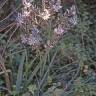 Fotografia 4 da espécie Asphodelus ramosus do Jardim Botânico UTAD