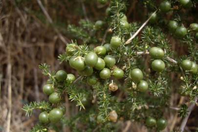 Fotografia da espécie Asparagus acutifolius