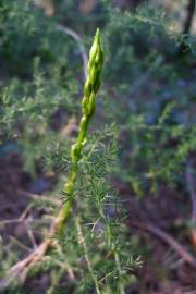 Fotografia da espécie Asparagus acutifolius