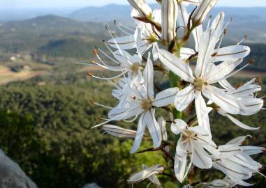 Fotografia da espécie Asphodelus ramosus