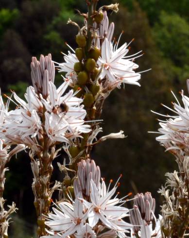 Fotografia de capa Asphodelus ramosus - do Jardim Botânico