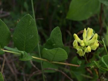 Fotografia da espécie Astragalus glycyphyllos