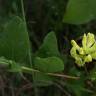 Fotografia 3 da espécie Astragalus glycyphyllos do Jardim Botânico UTAD