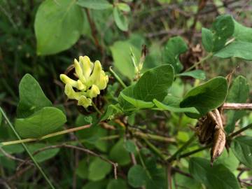 Fotografia da espécie Astragalus glycyphyllos