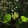 Fotografia 5 da espécie Astragalus glycyphyllos do Jardim Botânico UTAD