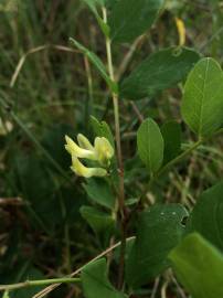 Fotografia da espécie Astragalus glycyphyllos