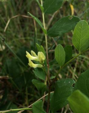 Fotografia 6 da espécie Astragalus glycyphyllos no Jardim Botânico UTAD