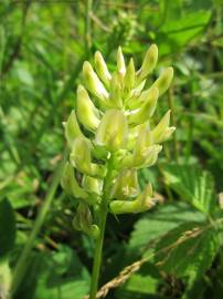 Fotografia da espécie Astragalus glycyphyllos