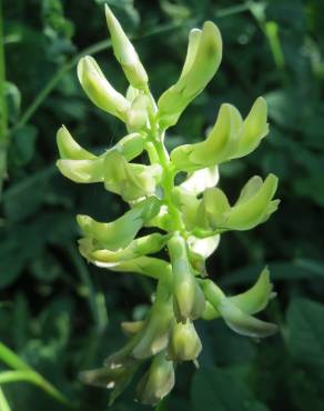 Fotografia 10 da espécie Astragalus glycyphyllos no Jardim Botânico UTAD