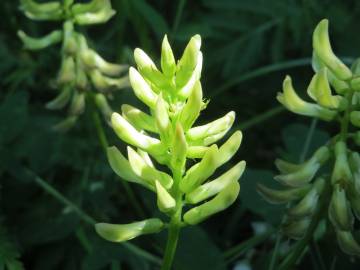 Fotografia da espécie Astragalus glycyphyllos