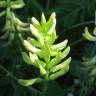 Fotografia 11 da espécie Astragalus glycyphyllos do Jardim Botânico UTAD