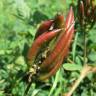 Fotografia 12 da espécie Astragalus glycyphyllos do Jardim Botânico UTAD