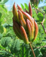 Fotografia da espécie Astragalus glycyphyllos