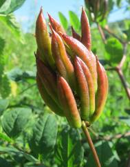 Astragalus glycyphyllos