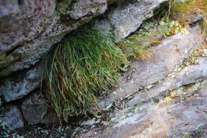 Fotografia da espécie Asplenium septentrionale