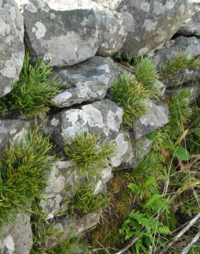 Fotografia 7 da espécie Asplenium septentrionale no Jardim Botânico UTAD