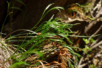 Fotografia da espécie Asplenium septentrionale