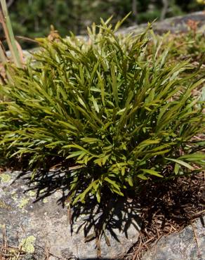 Fotografia 9 da espécie Asplenium septentrionale no Jardim Botânico UTAD