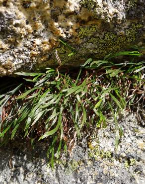 Fotografia 11 da espécie Asplenium septentrionale no Jardim Botânico UTAD