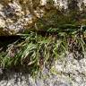 Fotografia 11 da espécie Asplenium septentrionale do Jardim Botânico UTAD