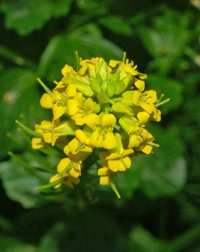 Fotografia de capa Barbarea vulgaris - do Jardim Botânico