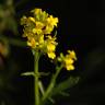 Fotografia 8 da espécie Barbarea vulgaris do Jardim Botânico UTAD