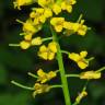 Fotografia 9 da espécie Barbarea vulgaris do Jardim Botânico UTAD