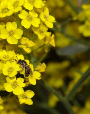 Fotografia 12 da espécie Barbarea vulgaris no Jardim Botânico UTAD