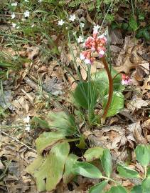 Fotografia da espécie Bergenia cordifolia