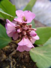 Fotografia da espécie Bergenia cordifolia