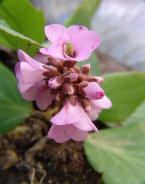 Fotografia 10 da espécie Bergenia cordifolia no Jardim Botânico UTAD