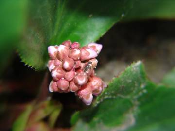 Fotografia da espécie Bergenia cordifolia