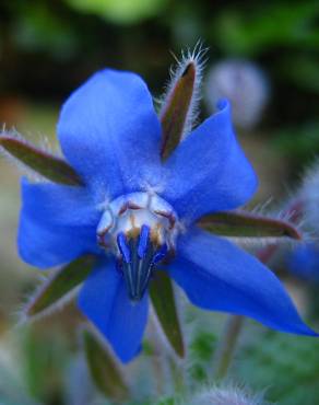 Fotografia 8 da espécie Borago officinalis no Jardim Botânico UTAD