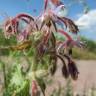 Fotografia 9 da espécie Borago officinalis do Jardim Botânico UTAD