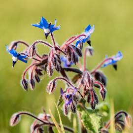 Fotografia da espécie Borago officinalis